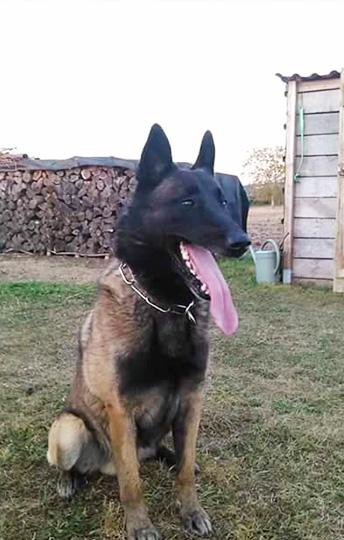 ducateur-canin-et-comportementaliste-à-Pranzac-006