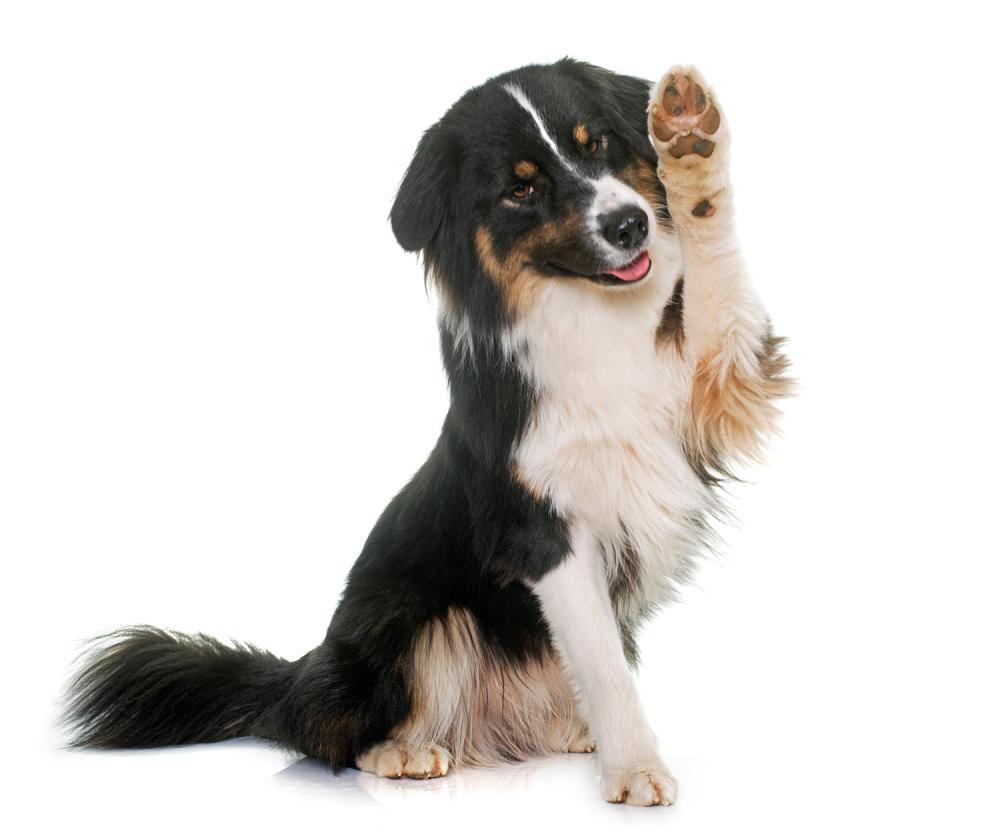 dressage-chien