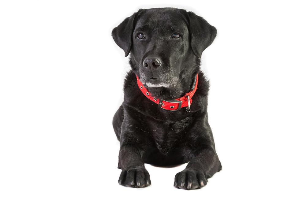education-chien