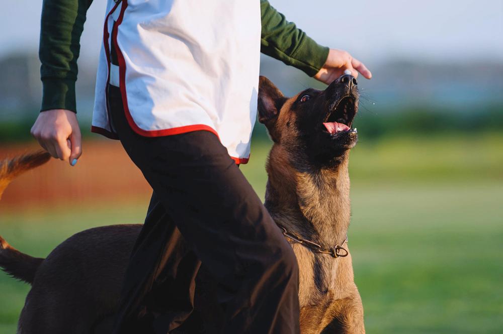 education-canine