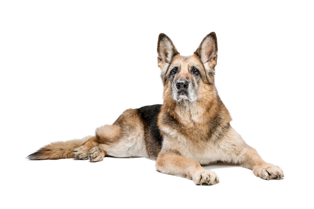 pension-canine-à-domicile