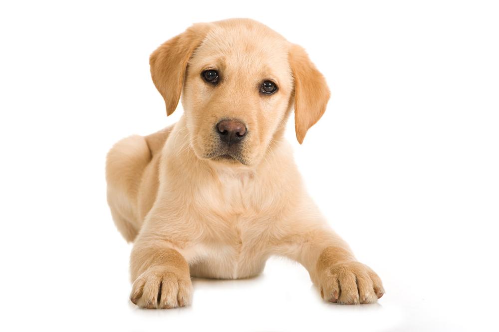 tarifs-education-chien
