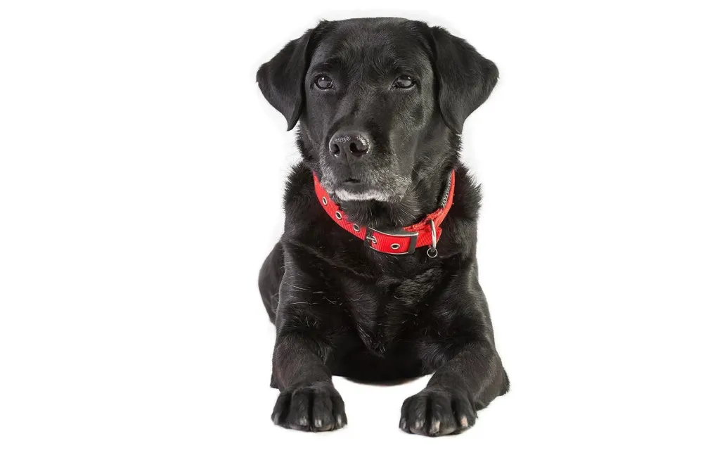 Dressage canin 16 education_ (1)