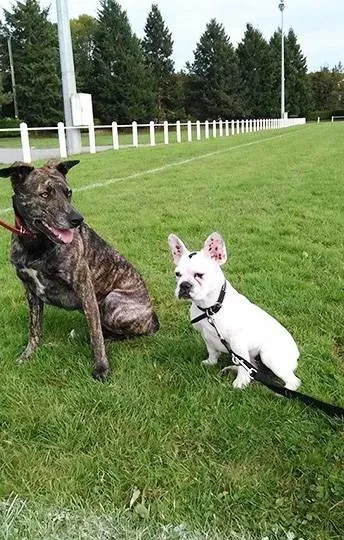 Dressage canin 16 education_ (5)