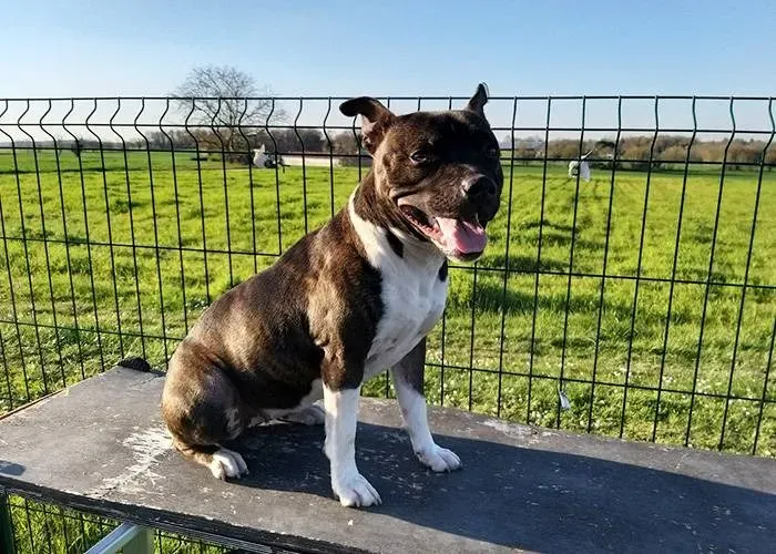 éducateur chien à Pranzac