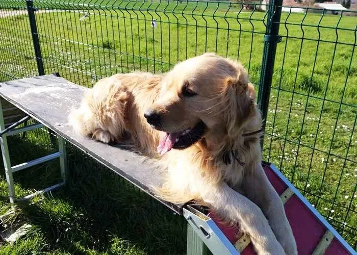 Dressage canin 16 education_ (3)