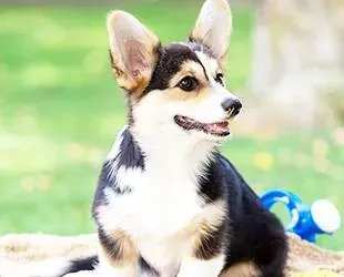 Dressage canin 16 education_ (10)