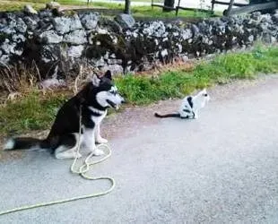 Dressage canin 16 education_ (13)