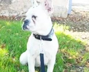 Dressage canin 16 education_ (12)