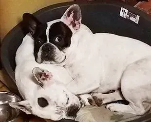 Dressage canin 16 education_ (11)