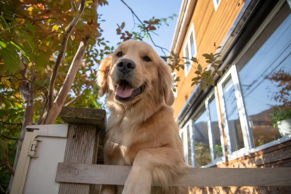 Dressage canin 16 education_ (5)