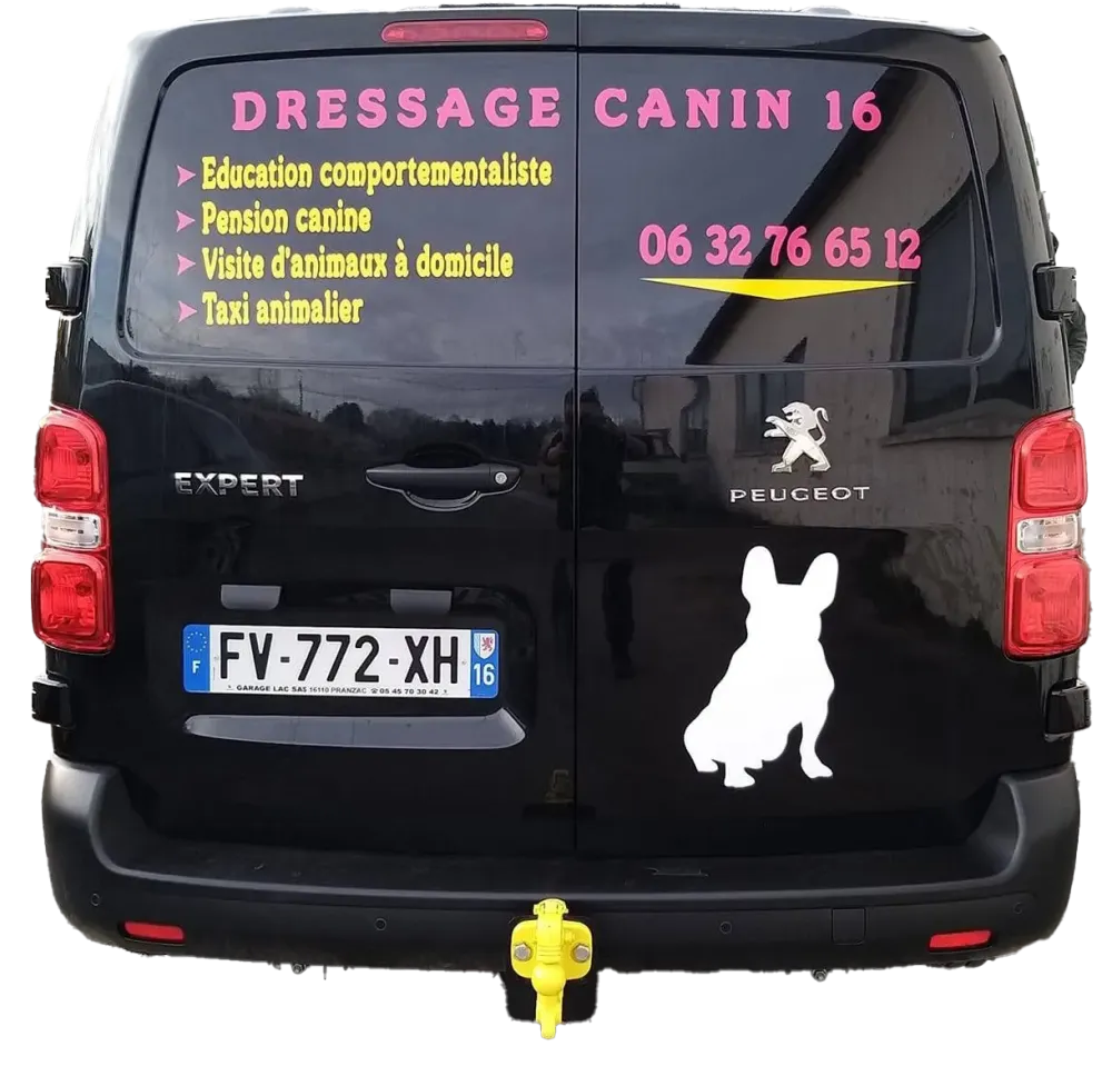 Dressage canin 16 transport