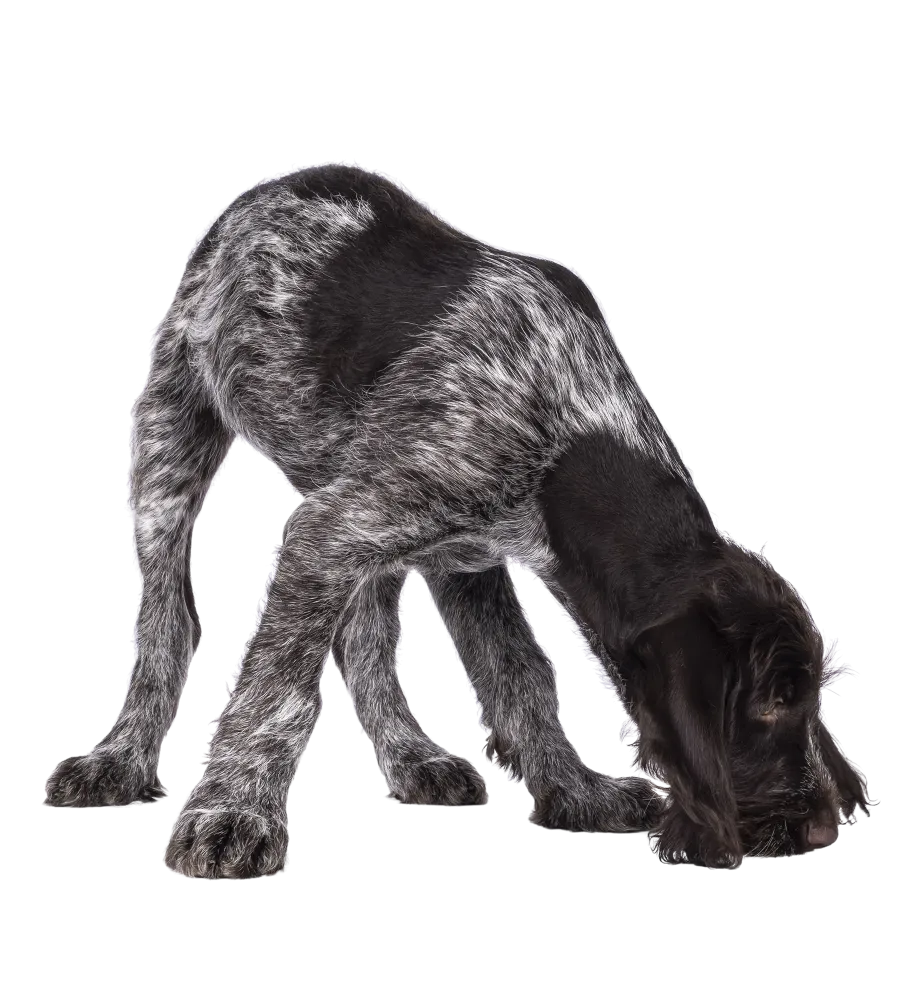 apprentissage-cavage